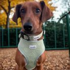 Naradin kutyapóráz - MintyLove (S)