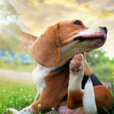 Allergiás a kutyám – mit tehetek a pollenszezonban?