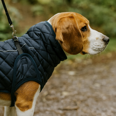 Kutyakabát – stílus és védelem a hűvös napokra