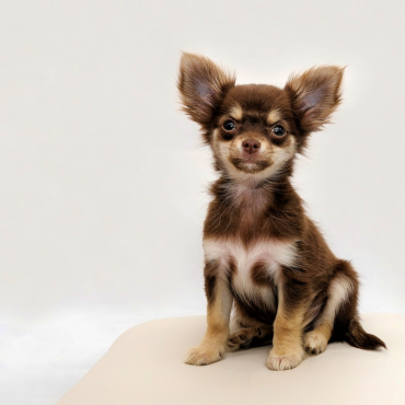 Mire figyelj, ha kistestű kutyád van? – Hordozás, hám, étkezés és sok más