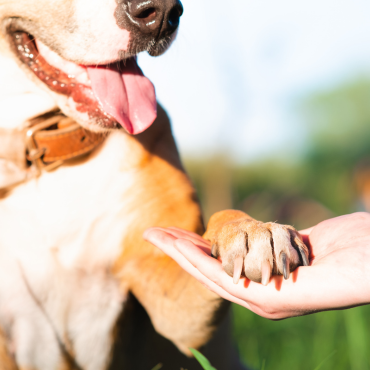 Téged is megváltoztat egy kutya – mit tanítanak nekünk a négylábú barátaink?