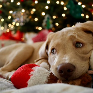 5+1 tipp karácsonyi készülődéshez kutyagazdiknak