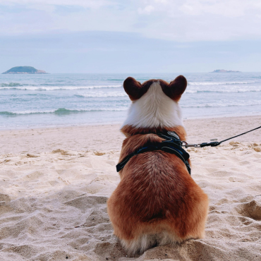 Nyári közös élmények – 5 kreatív program, amit imádni fog a kutyád