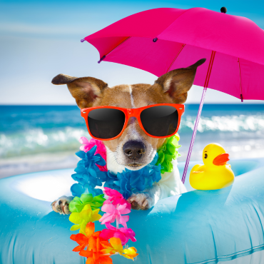 Kutyával nyaralás – mire figyelj, mielőtt elindultok?