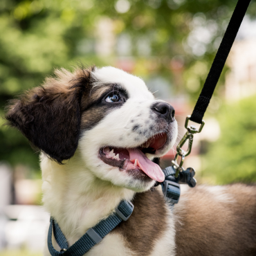  Hogyan tanítsd meg a kutyádnak a pórázon sétálást játékosan?