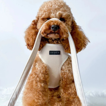  Hogyan válaszd ki a megfelelő hámot a kutyádnak?