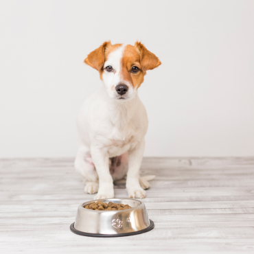 Kutyák étvágya nyáron – normális, ha kevesebbet eszik?