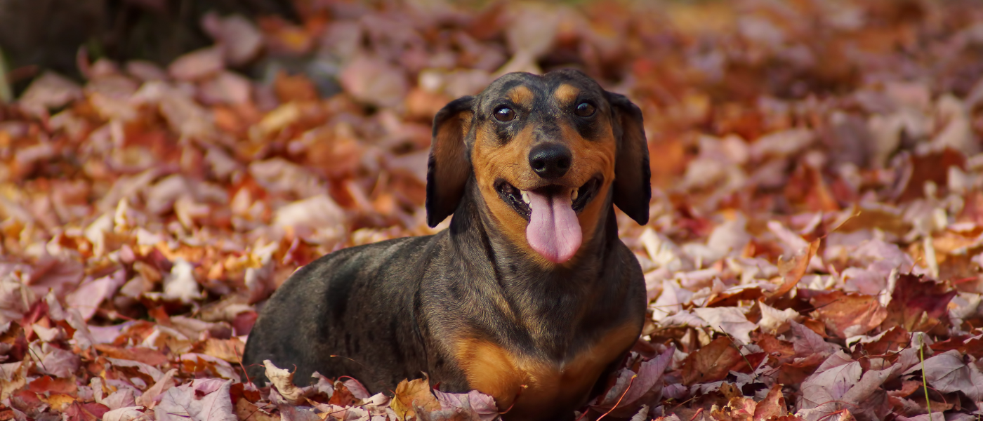 Őszi kutyasétáltatás tippek – hogyan védd kedvencedet a hideg és nedves időben?