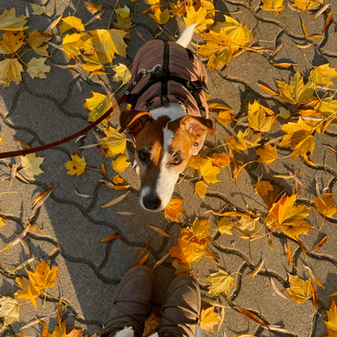Őszi kutyasétáltatás tippek – hogyan védd kedvencedet a hideg és nedves időben?