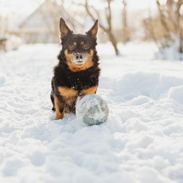 Miért fontos a hám télen is? — Kényelmes és biztonságos séták hidegben