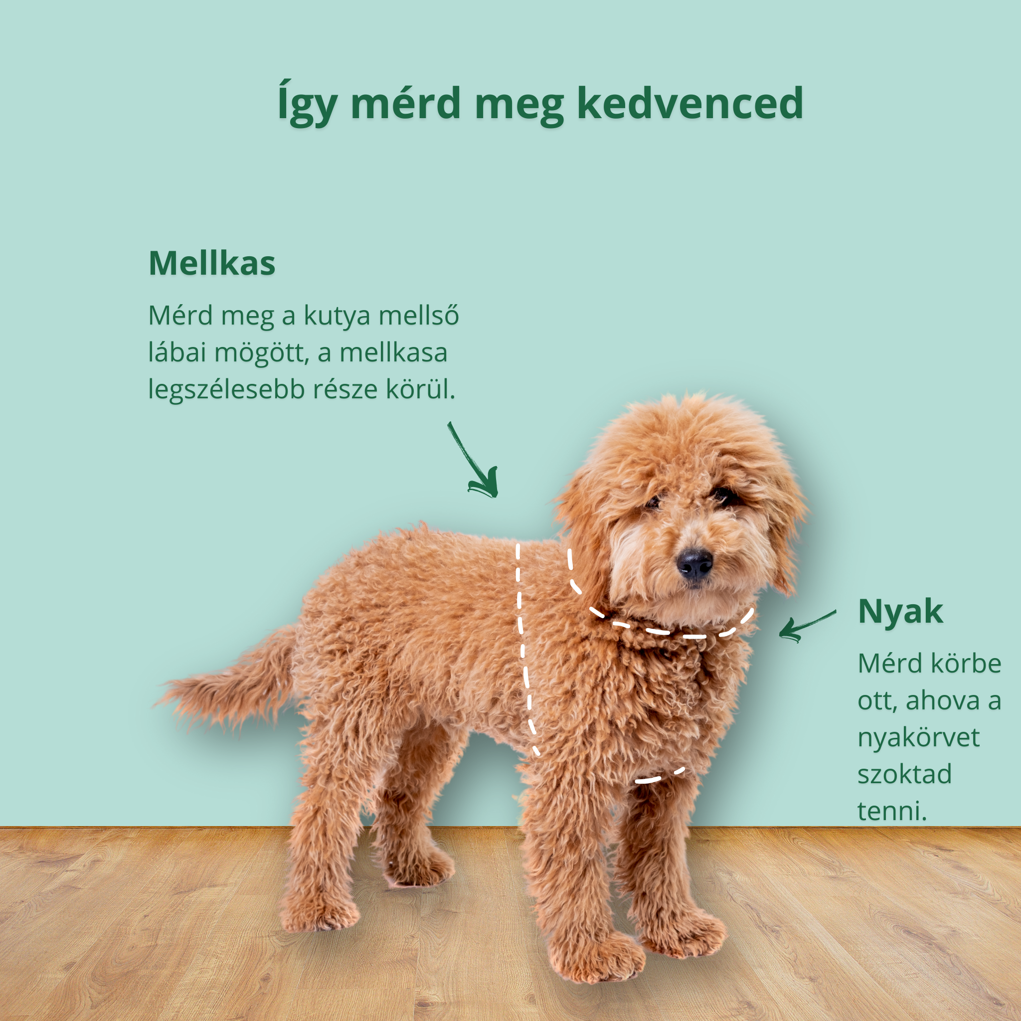 kutyahám mérési útmutató